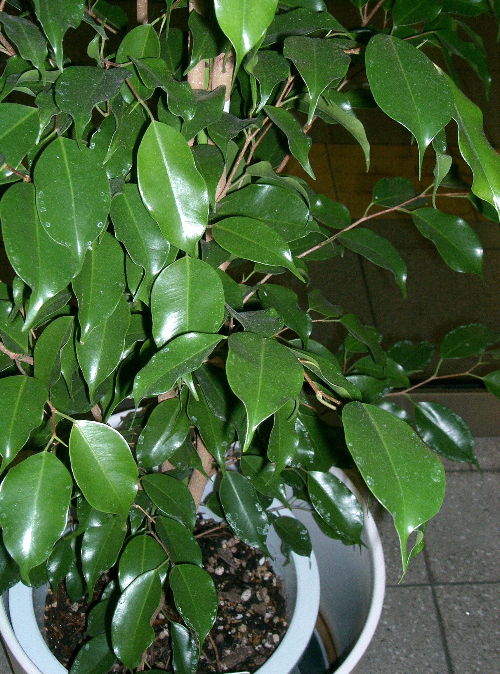 Ficus Tree